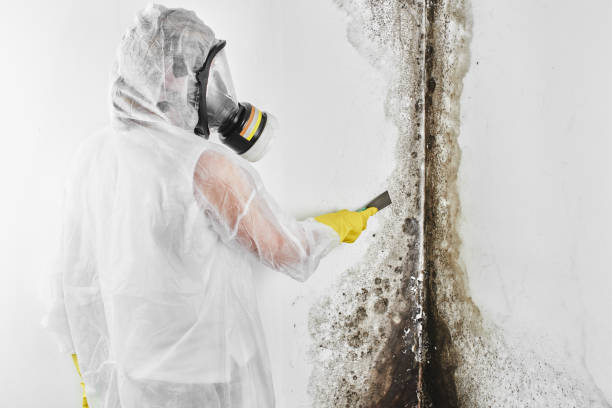 Best Mold Remediation Services  in South Portland, ME