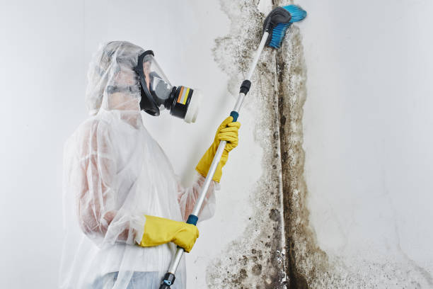 Best Same-Day Mold Removal  in South Portland, ME