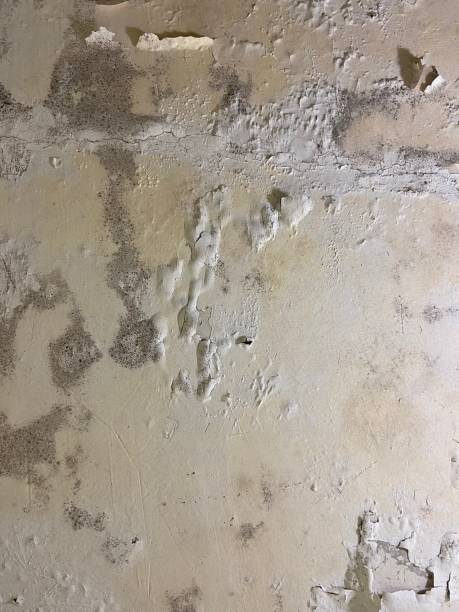 Best Affordable Mold Removal  in South Portland, ME