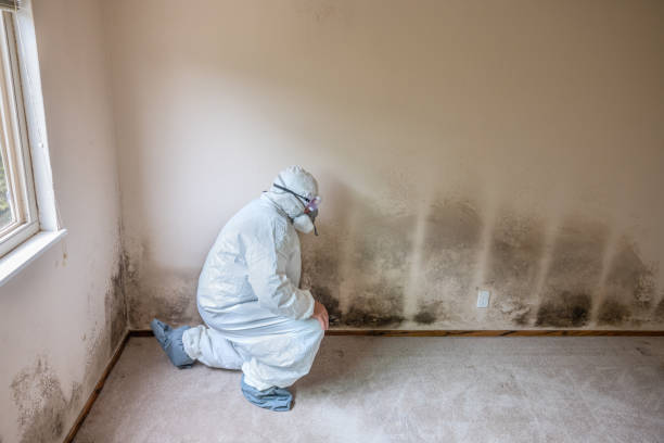 Mold Removal Process in South Portland, ME