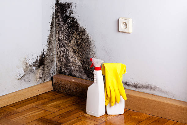 Best Professional Mold Removal  in South Portland, ME