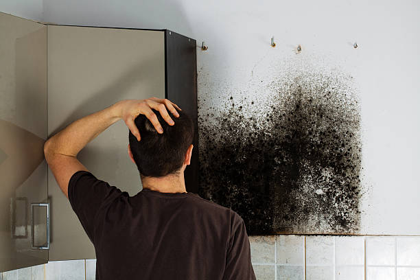 Best Black Mold Removal  in South Portland, ME