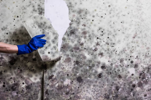 Best Mold Removal Near Me  in South Portland, ME