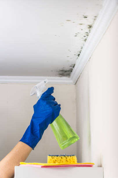 Best Commercial Mold Removal  in South Portland, ME